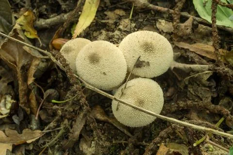 Puffballs together. Stock Photos