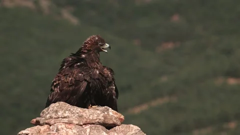 Puffed Up Golden Eagle with Ruffled Feathers Squawks from Mountaintop Stock Footage 139787002