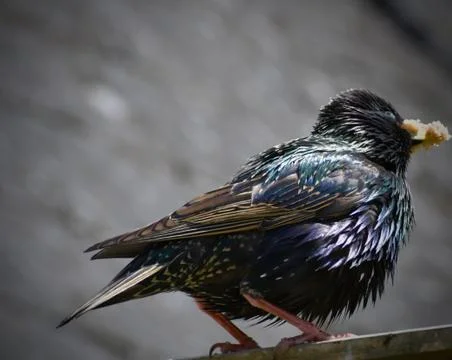 A puffed up starling. Stock Photos