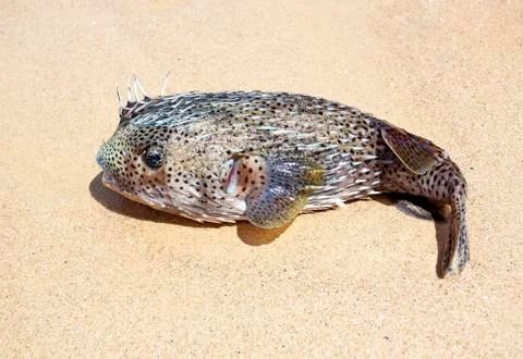 Puffer on the beach Stock Photos
