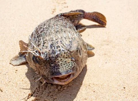 Puffer on the beach Stock Photos