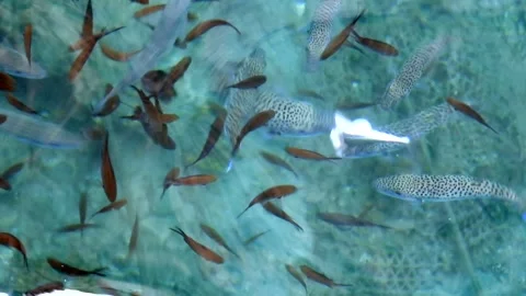 Puffer fish and damselfish swimming near shallow water - Clarity and Caustics Stock Footage 339980652
