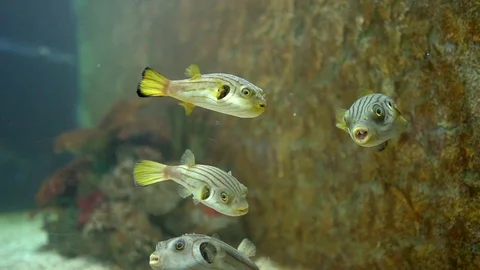 Puffer fish in aquarium Stock Footage