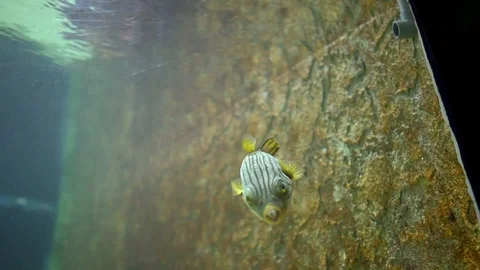 Puffer fish in aquarium Stock Footage 114646930