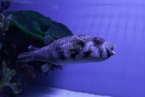 Puffer fish. Arothron hispidus Stock Photos