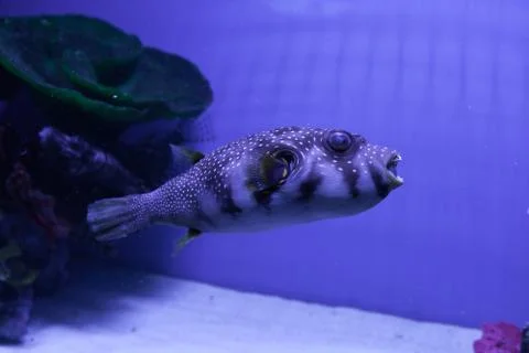 Puffer fish. Arothron hispidus Stock Photos
