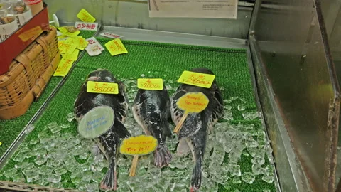 Puffer fish on bed of ice with price labels ready for sale in Kuromon Market Stock Footage 150265189