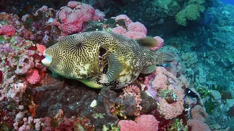 Puffer Fish Being Cleaned Stock Footage 79948064