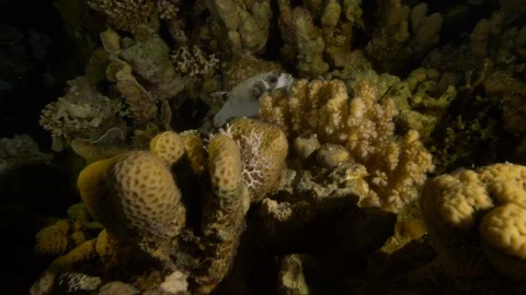 Puffer fish between rocks and corals, Red Sea, Egypt Stock Footage 104712048