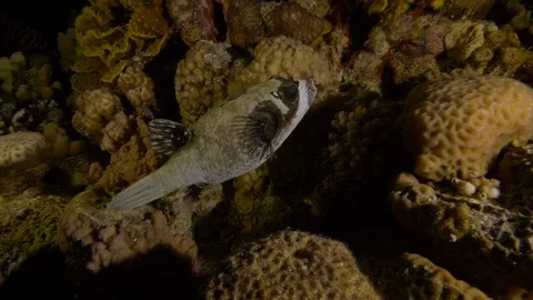 Puffer fish between rocks and corals, Red Sea, Egypt Stock Footage 104712930