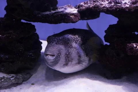 Puffer fish on the bottom Foto stock
