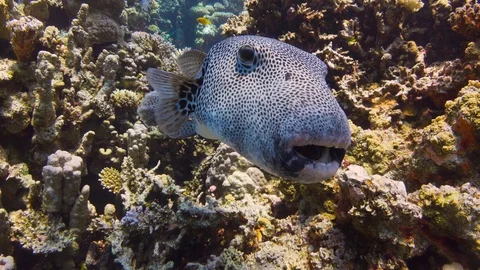 Puffer Fish on Coral Reef Stock Footage 94052207