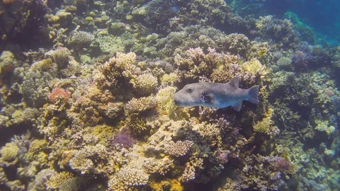 Puffer Fish on Coral Reef Stock Footage 94052209