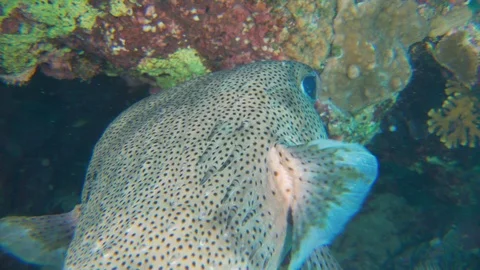 Puffer Fish on Coral Reef Stock Footage 94052804