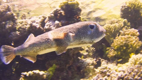 Puffer Fish on Coral Reef Stock Footage 94053090