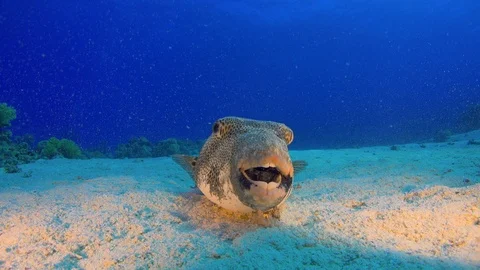 Puffer Fish on Coral Reef Stock Footage 94053213