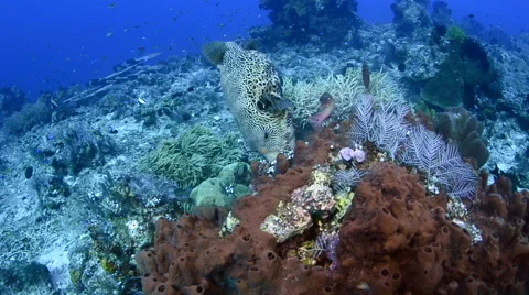 Puffer Fish Eating the Reef Stock Footage 64334661