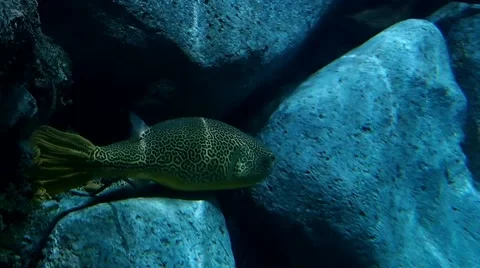 Puffer fish floating in the tank Stock Footage 49795700