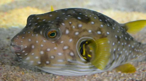 Puffer Fish Stock Footage 43034355