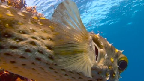 The Puffer Fish. Stock Footage 75870729