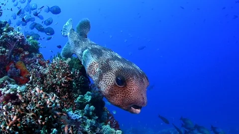 Puffer Fish Stock Footage 79868827