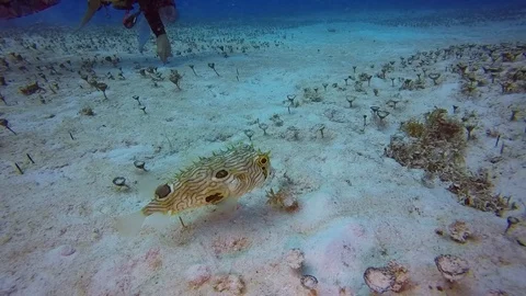 Puffer fish 스톡 동영상 94003972