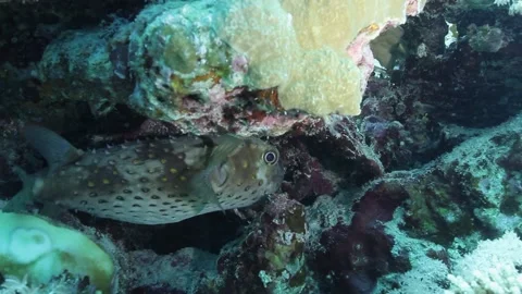 Puffer Fish Stock Footage 170774065