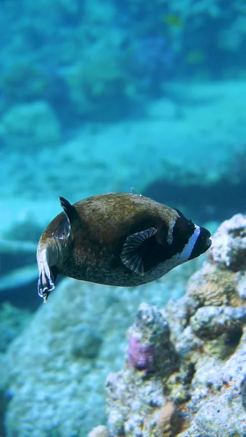 Puffer fish Stock Footage 225437404