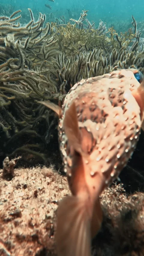 Puffer Fish Stock Footage 278831925