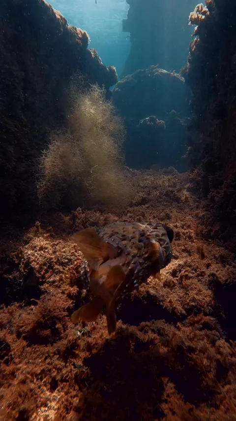 Puffer Fish Video stock 278834332