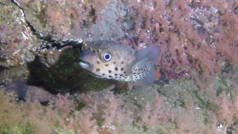 Puffer fish hedgehog close-up underwater on background of moray eels close-up. Stock Footage 235423361