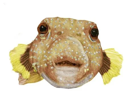Puffer Fish Illustrazione stock