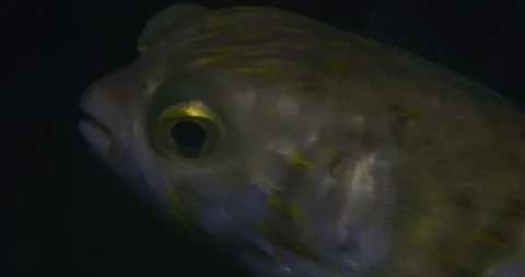Puffer Fish At Night, Close Up, 8K Stock Footage 331552559