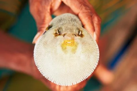 Puffer fish Stock-Fotos