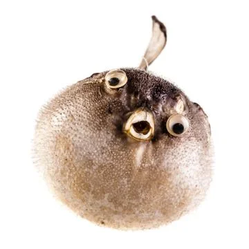 Puffer fish Stock Photos