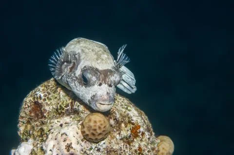 Puffer fish Stock Photos