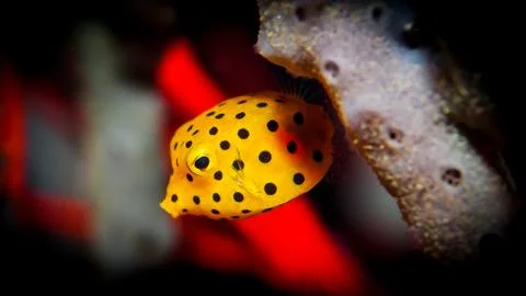 Puffer Fish Stock Photos