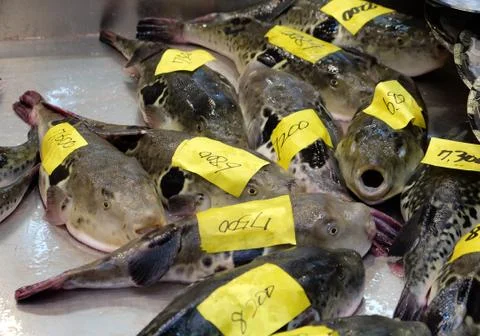 Puffer fish Stock Photos