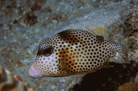 Puffer Fish Stock Photos