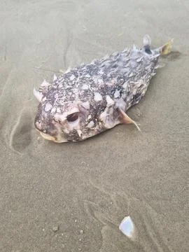 Puffer Fish Stock Photos