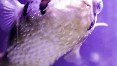 Puffer fish with pretty patterns swimming around. Stock Footage 93818710