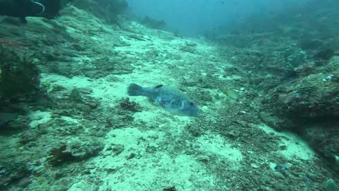 Puffer fish staying still Stock Footage 286377003