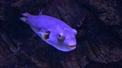 Puffer Fish Swimming Up And Down Stock Footage 72690400