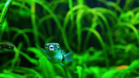 Puffer Fish Swimming in Lush Green Planted Aquarium Stock Footage 332553953