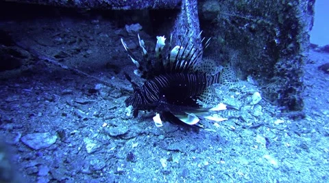 Puffer fish swimming over seabed Stock Footage 63462632