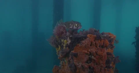 Puffer Fish Swims On Jetty Pylon, Australia, 8K Stock-Footage 331616937