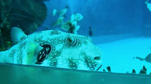Puffer fish in the tanks Stock Footage 50645534