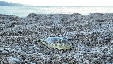 Puffer fish thrown on the beach sand. Sea dweller out of water 動画素材 231579317