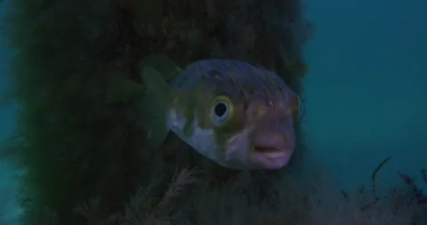 Puffer Fish Toward The Camera Stock Footage 317798472