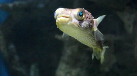 PUFFER FISH twin Video stock 37657260